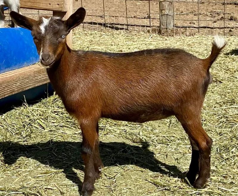 MT Rivendells MC Annaleigh (Acacia) - Nigerian Dwarf Goat Doe
