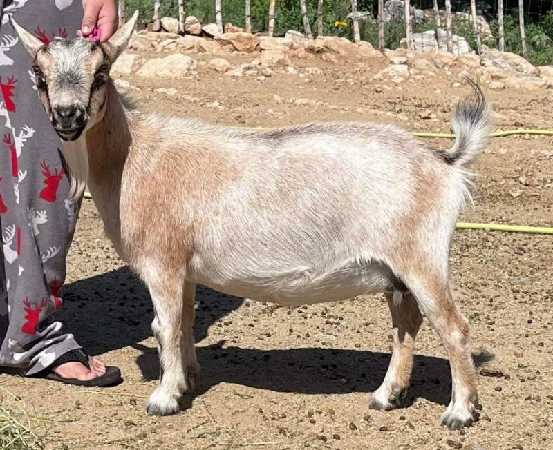 Suitor's BB Shimmer - Nigerian Dwarf Goat Doe
