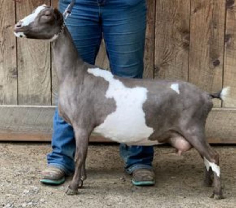 'Elite' Mini Land Ranch D Josie 4*M 3*D VEEE92 - Nigerian Dwarf Goat Doe