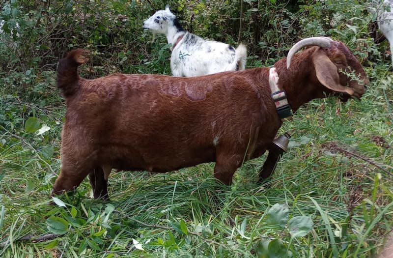 Strawberry - Boer Goat Fullblood Doe