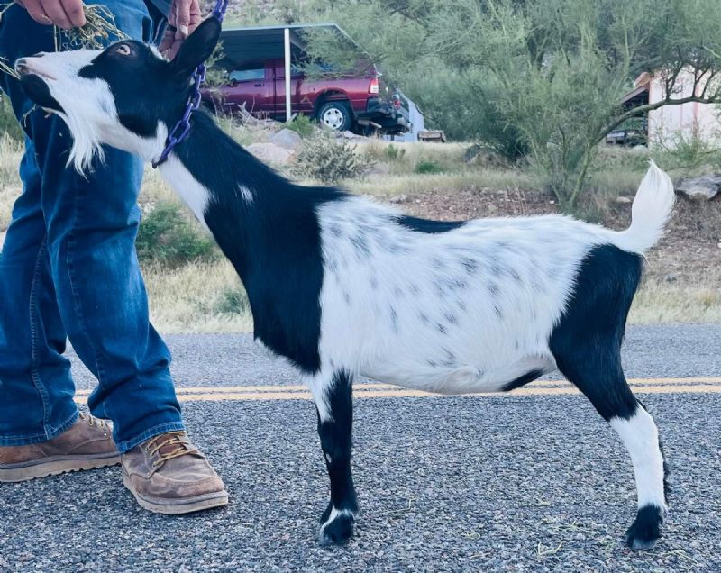 Lucy's Ladybug A Dallas - Nigerian Dwarf Goat Doe