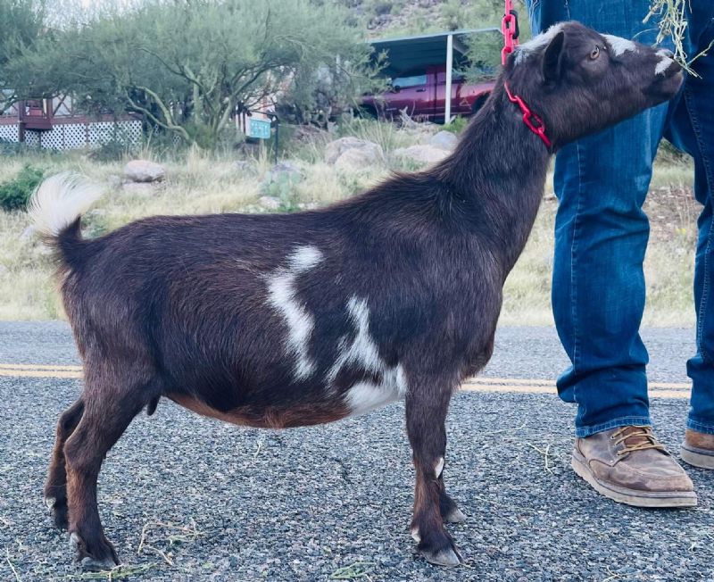 Rosasharn CB Coo-Coo-Ca-Choo - Nigerian Dwarf Goat Doe