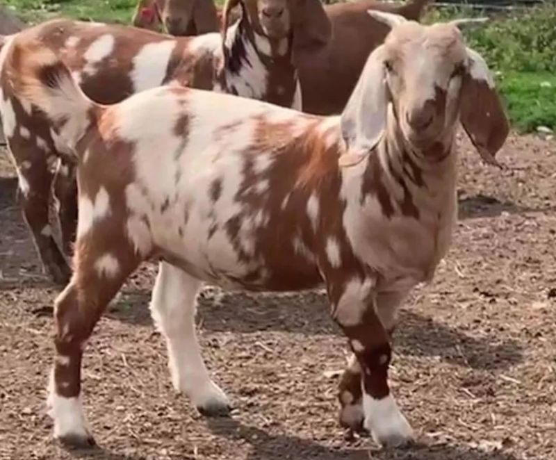 Pokerface - Boer Goat Fullblood Doe