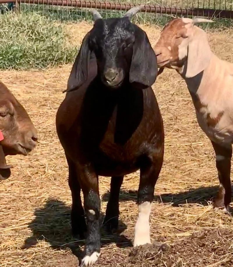 Serengeti - Boer Goat Fullblood Doe