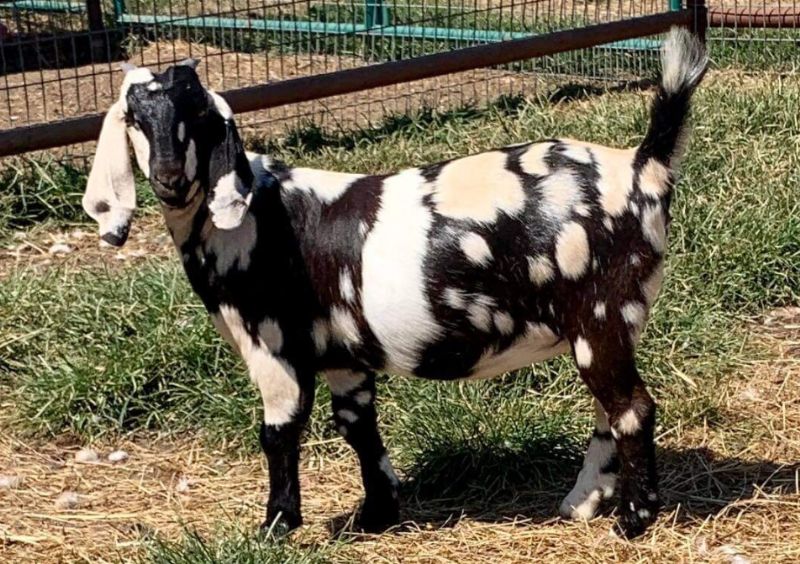 Fantasy - Boer Goat Fullblood Doe