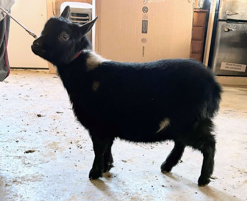 Mini Land Ranch K Petunia - Nigerian Dwarf Goat Doe