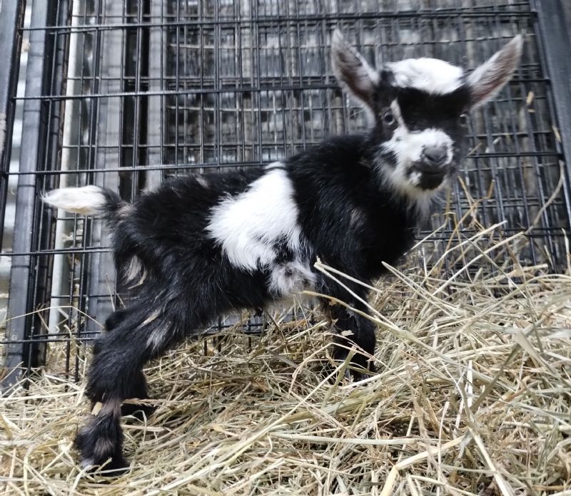 Grasshopper moonspotted black and white buckling - Nigerian Dwarf Goat Buck