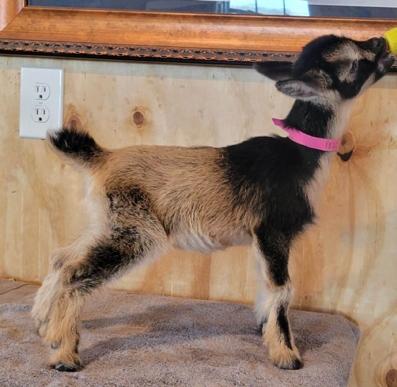 Pencil doeling - Nigerian Dwarf Goat Doe