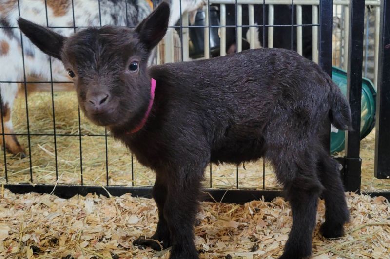 Bet solid chocolate doeling - Nigerian Dwarf Goat Doe