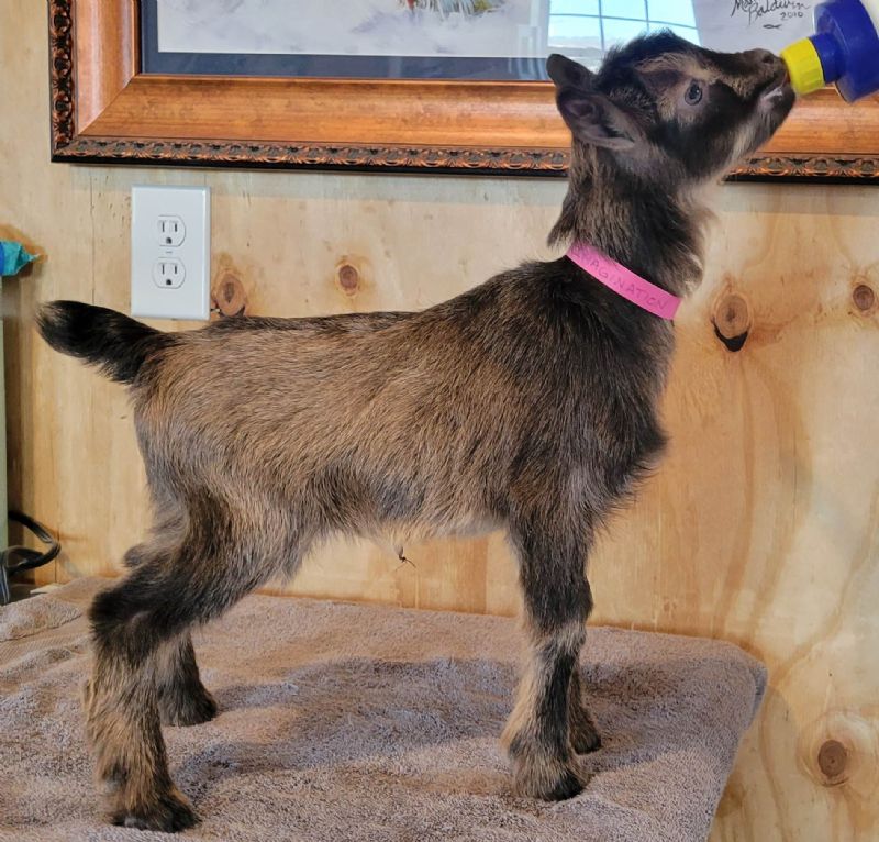 Imagination doeling - Nigerian Dwarf Goat Doe