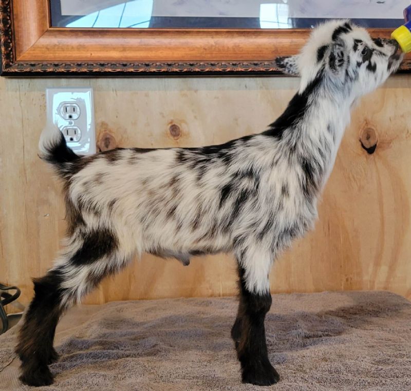 Dreamer's Farm Zelda - Nigerian Dwarf Goat Doe