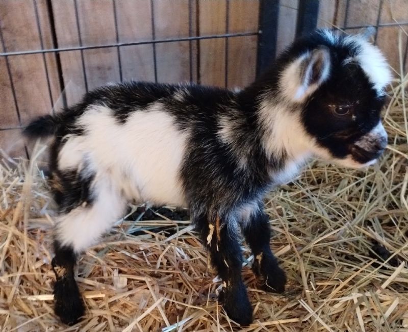 Bonnie buckling #2 - Nigerian Dwarf Goat Buck