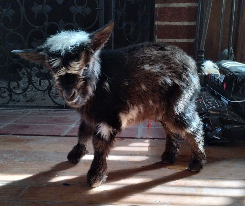 Zira doeling - Nigerian Dwarf Goat Doe