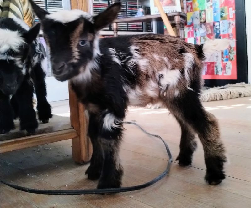 Zira doeling #2 - Nigerian Dwarf Goat Doe