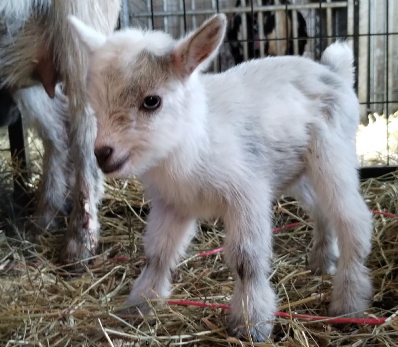 Sabrina GORGEOUS silver doeling - Nigerian Dwarf Goat Doe