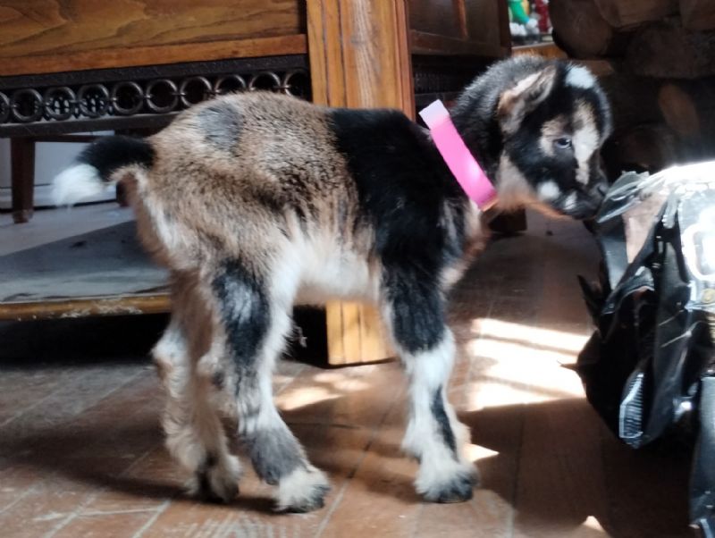 Zora doeling - Nigerian Dwarf Goat Doe