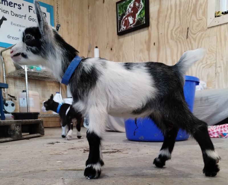 Bonnie buckling #3 - Nigerian Dwarf Goat Buck