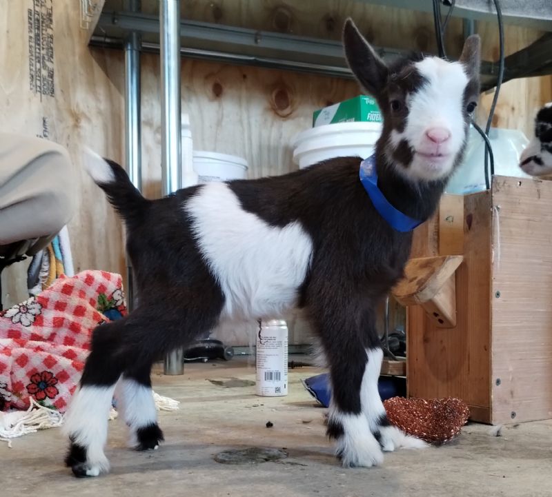 Elite Sugar Moon VIC Beau-Kaye  buck kid - Nigerian Dwarf Goat Buck