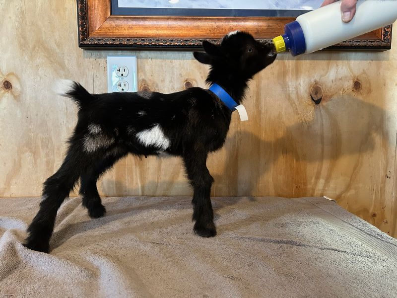 Zuzka buckling #1 - Nigerian Dwarf Goat Fullblood Doe