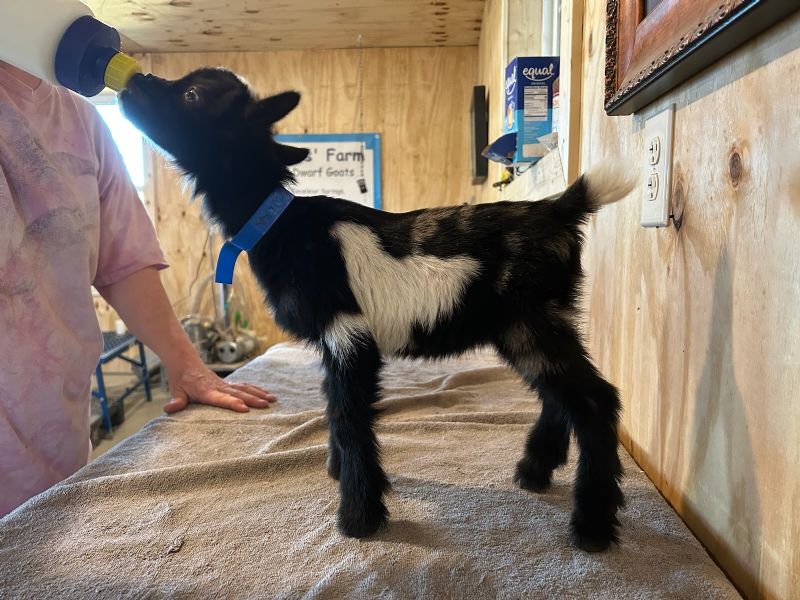 Zuzka buckling #1 - Nigerian Dwarf Goat Fullblood Doe