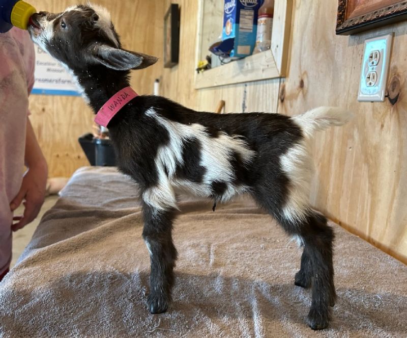 Wanda chocolate quad doeling - Nigerian Dwarf Goat Doe