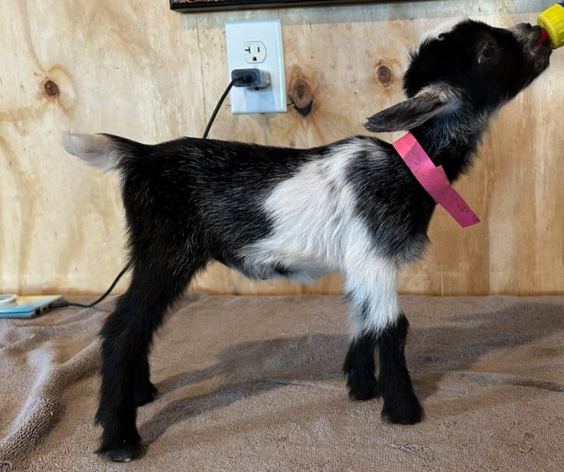 Wanda quad doeling moonspotted - Nigerian Dwarf Goat Doe