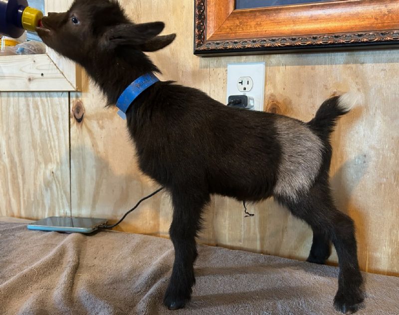 Fleur buckling - Nigerian Dwarf Goat Buck