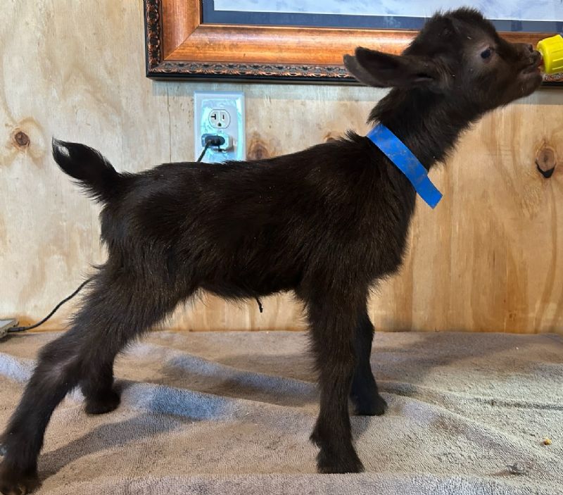 Fancee Chocolate buckling - Nigerian Dwarf Goat Buck
