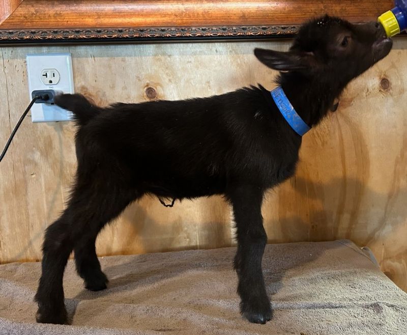 Fleur buckling #2 - Nigerian Dwarf Goat Buck