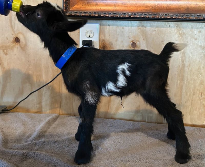 Zuzka buckling #3 - Nigerian Dwarf Goat Buck