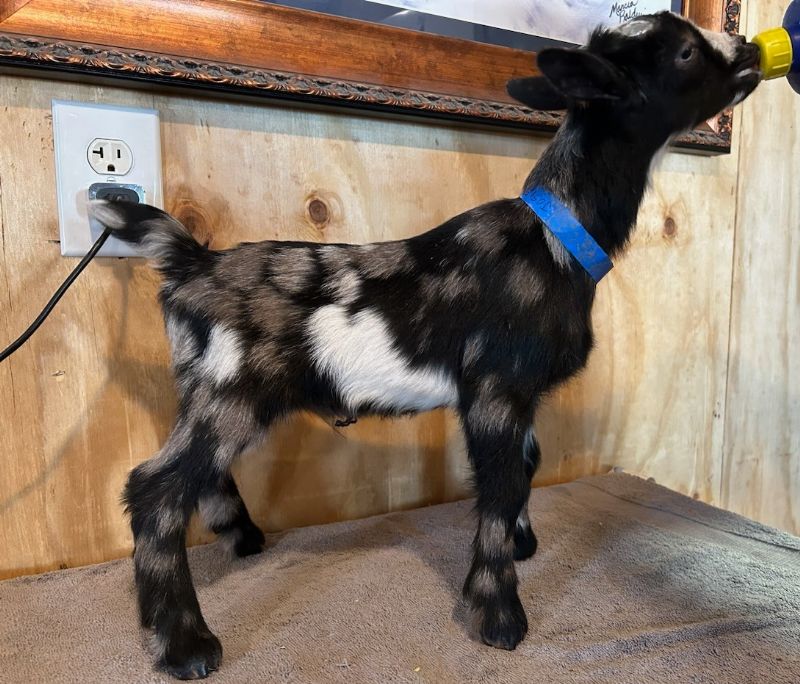 Fabio - Nigerian Dwarf Goat Buck