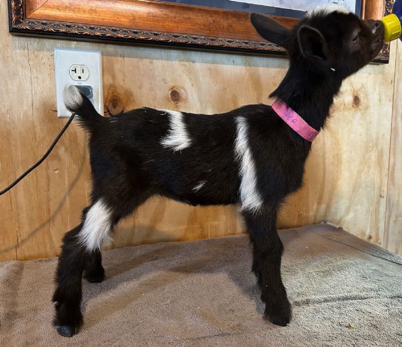 Juniper doeling #1 - Nigerian Dwarf Goat Doe