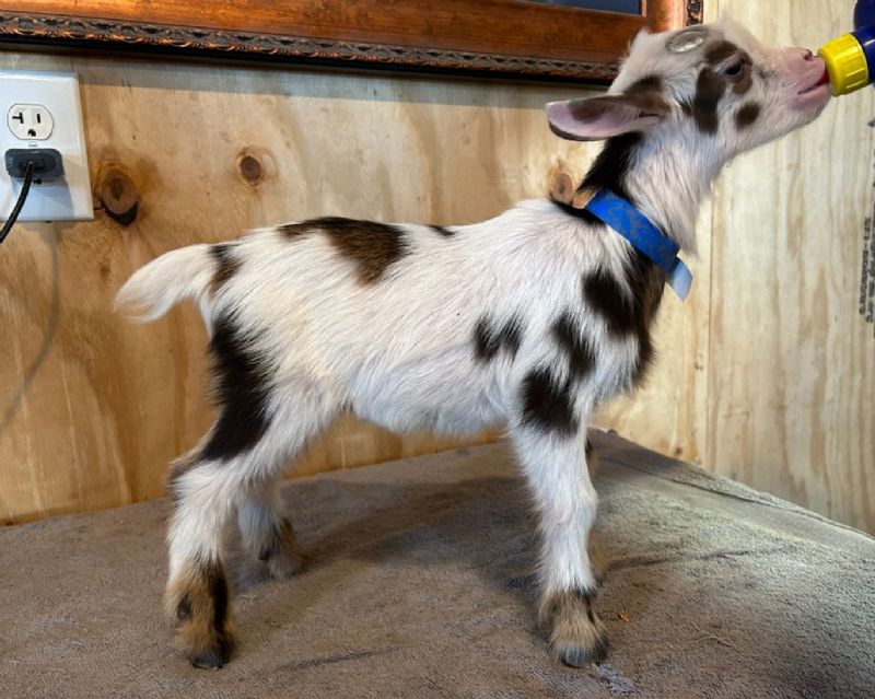 Asteria buckling - Nigerian Dwarf Goat Buck