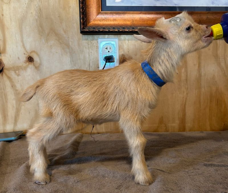 Beau-Kaye buckling#1 - Nigerian Dwarf Goat Buck