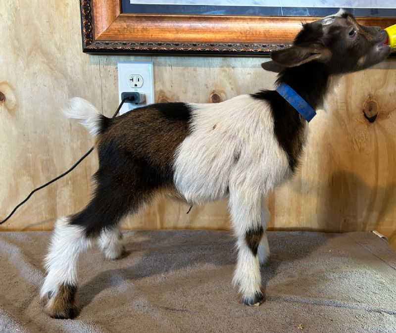 Asteria buckling #2 - Nigerian Dwarf Goat Buck