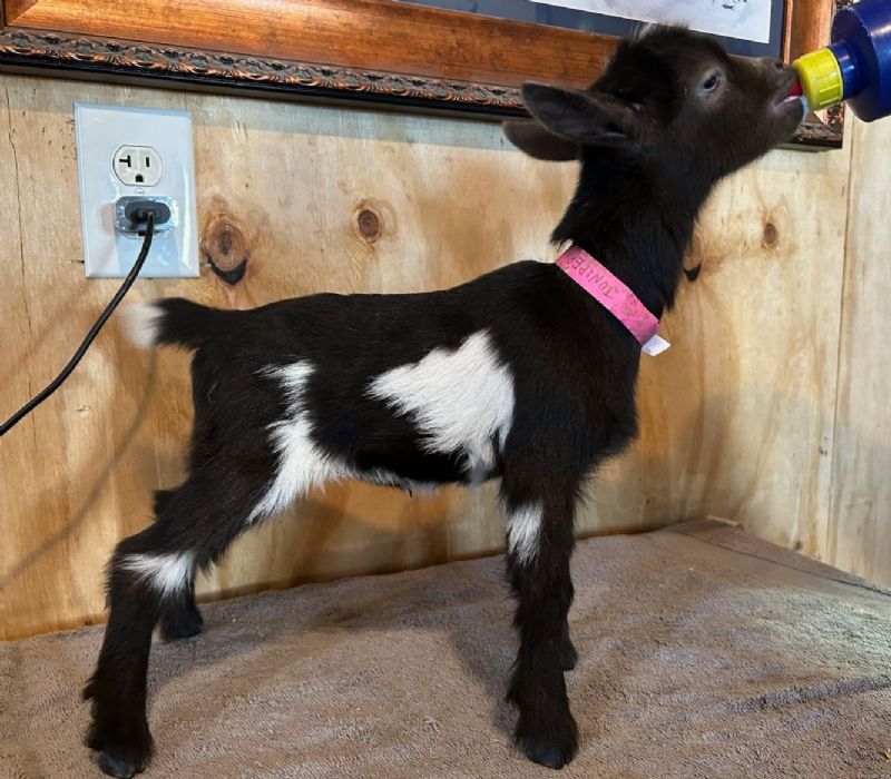 Juniper doeling #2 - Nigerian Dwarf Goat Doe