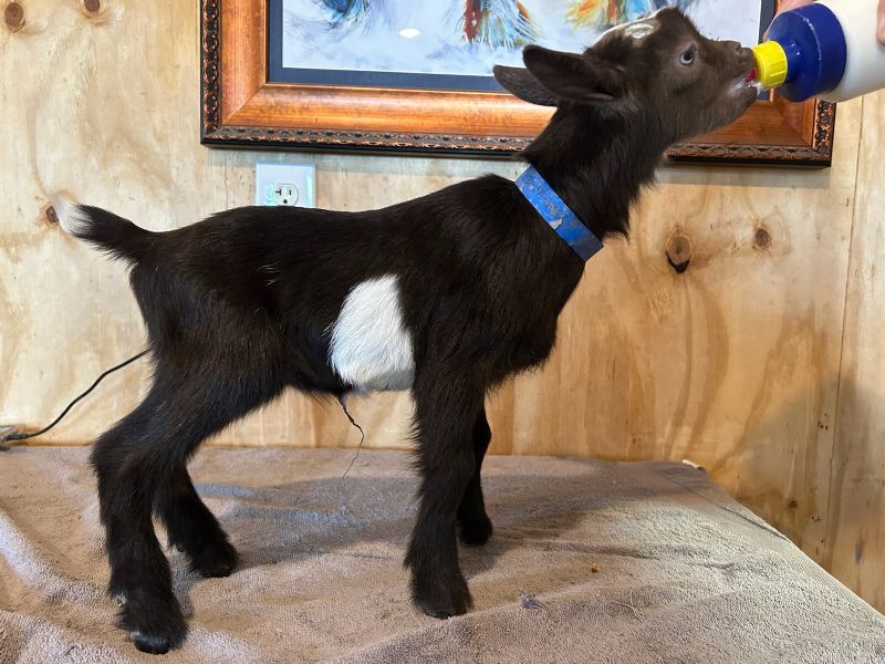 Beau-Kaye buckling#2 - Nigerian Dwarf Goat Buck