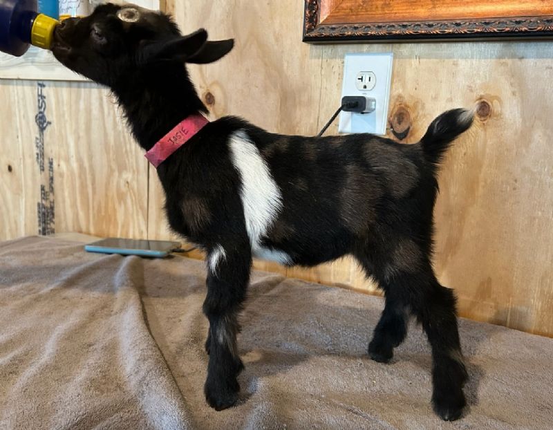 Josie doeling - Nigerian Dwarf Goat Doe