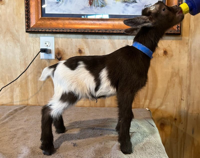 Zulia Buckling - Nigerian Dwarf Goat Buck