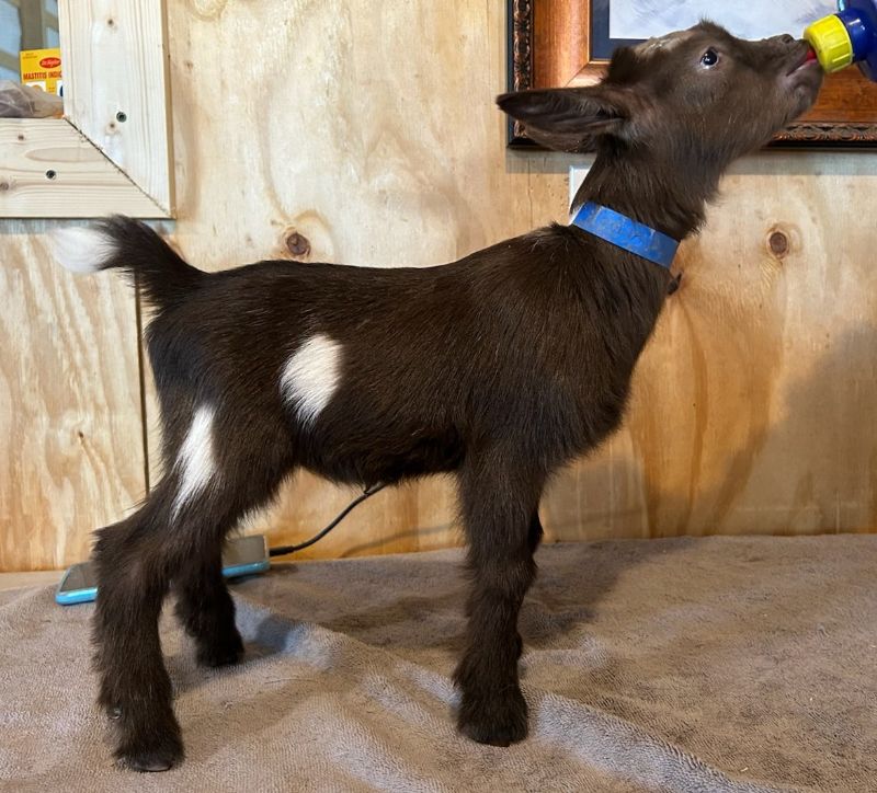 Zulia Buckling #2 - Nigerian Dwarf Goat Buck