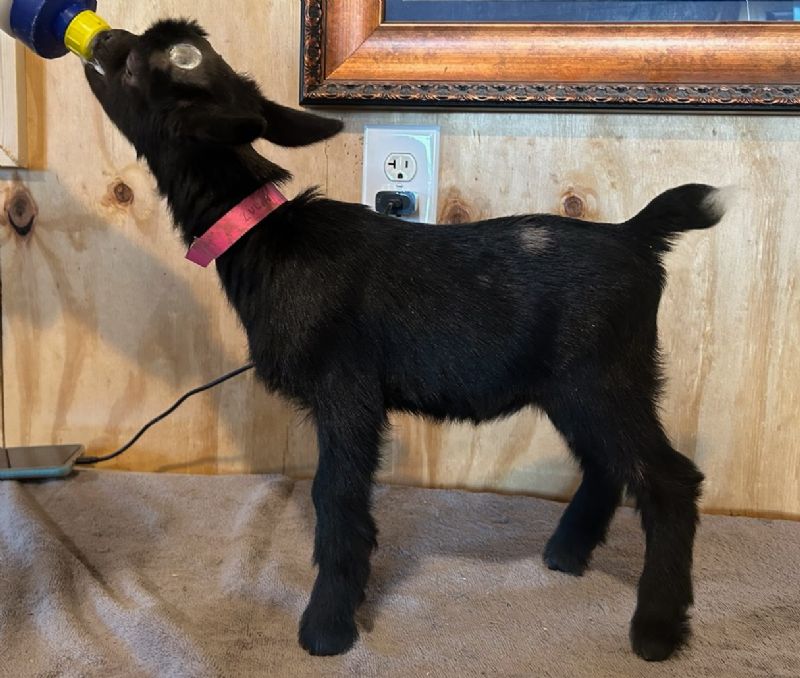 Zulia doeling - Nigerian Dwarf Goat Doe