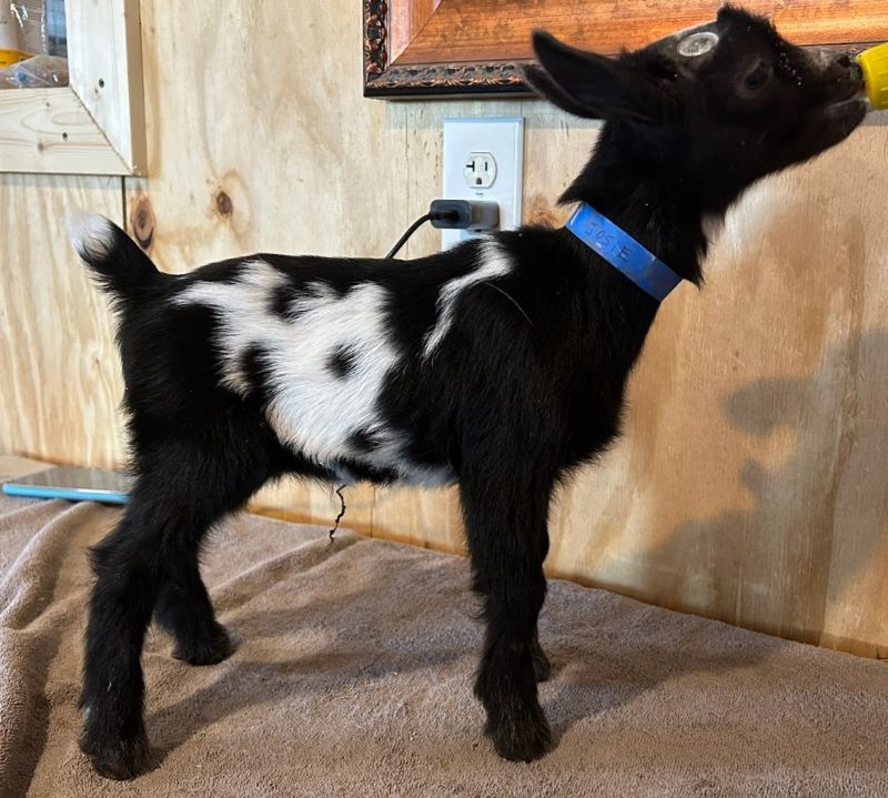 Josie Buckling - Nigerian Dwarf Goat Buck