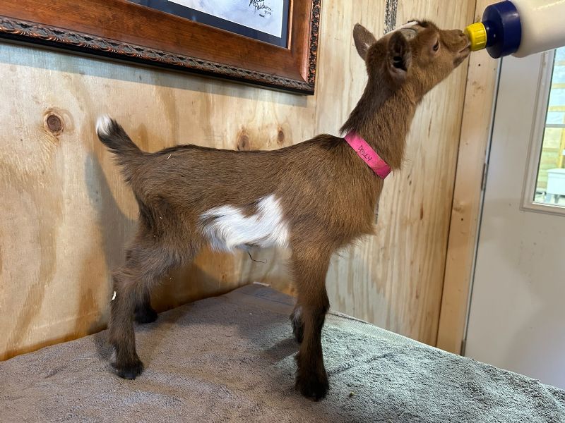 Dolly doeling #2 - Nigerian Dwarf Goat Doe