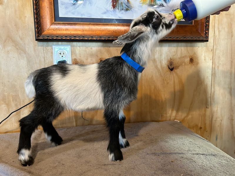 Bonnie buckling #3 - Nigerian Dwarf Goat Buck