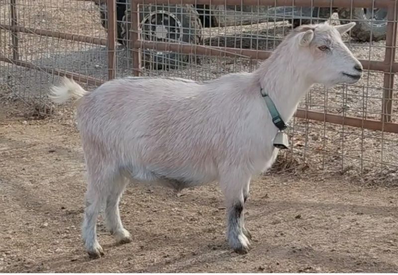 Dreamer's Farm Sabrina - Nigerian Dwarf Goat Doe