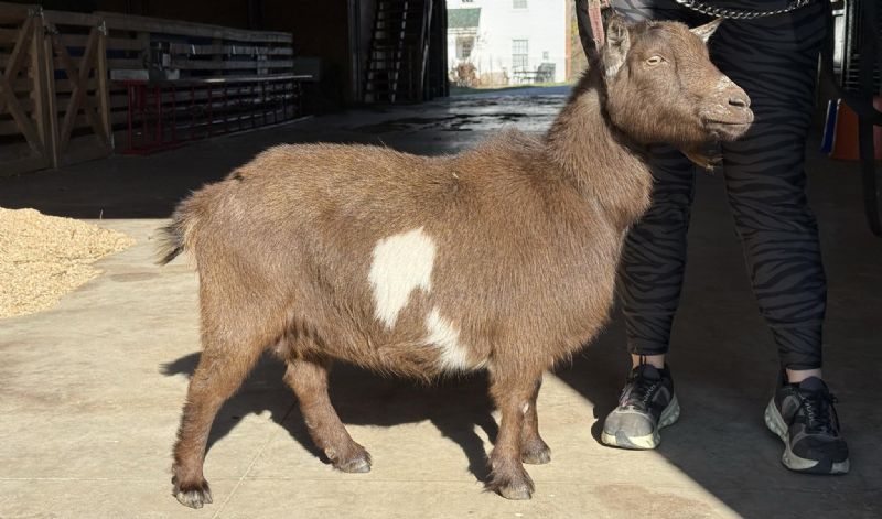 Elite* Amethyst Acres G Zulianna 5*M/8*D V+EV87 - Nigerian Dwarf Goat Doe