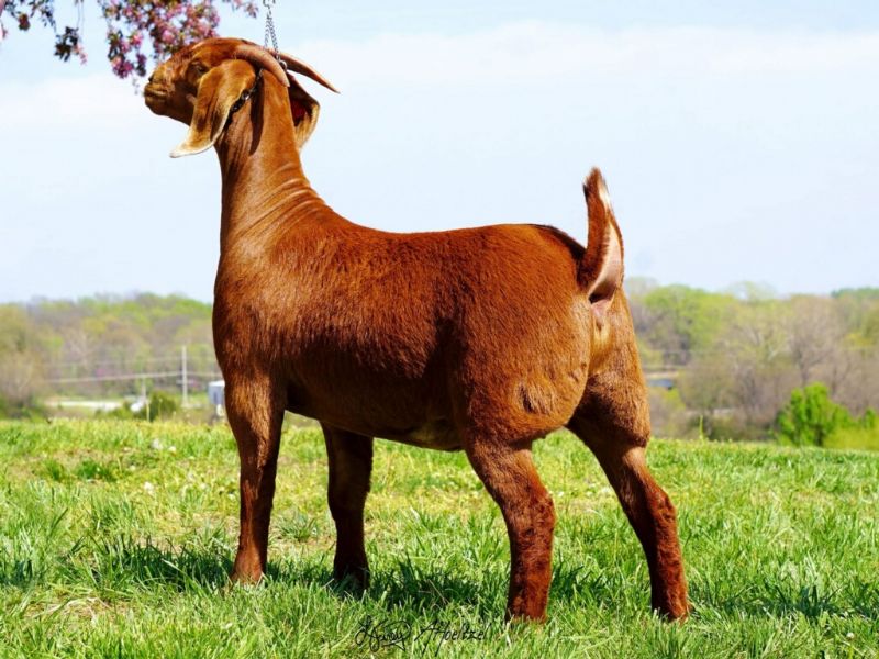 Hot Tamale - Boer Goat Fullblood Doe