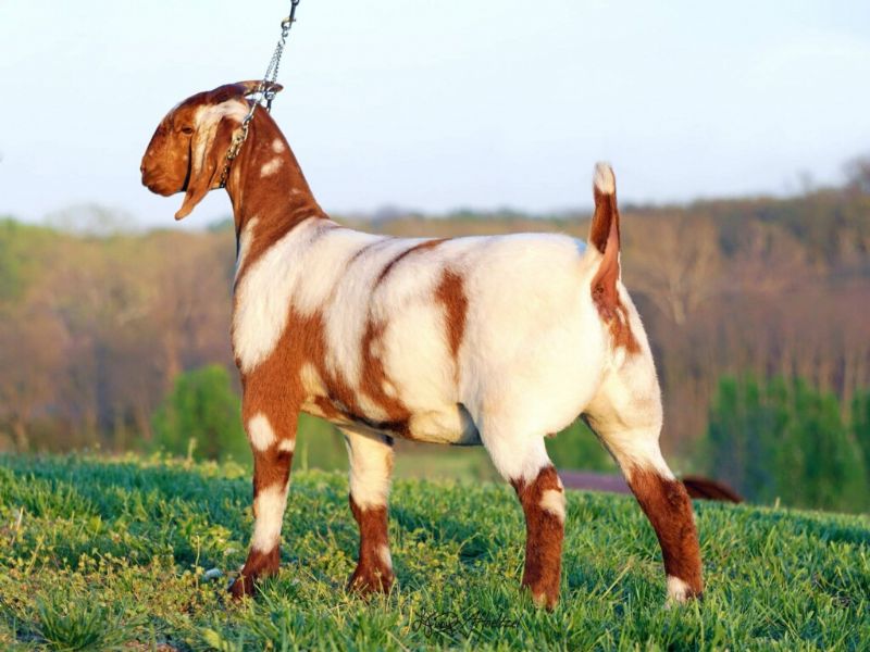 Marmalade - Boer Goat Fullblood Doe
