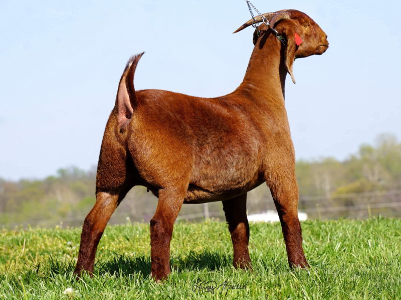 Hot Tamale - Boer Goat Fullblood Doe