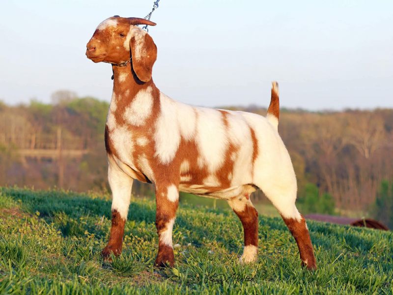 Marmalade - Boer Goat Fullblood Doe